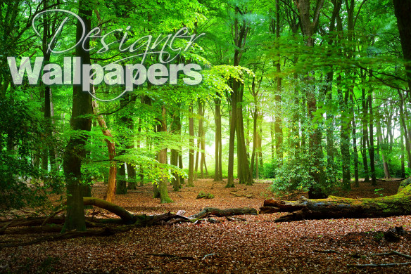 Walkway in a spring forest