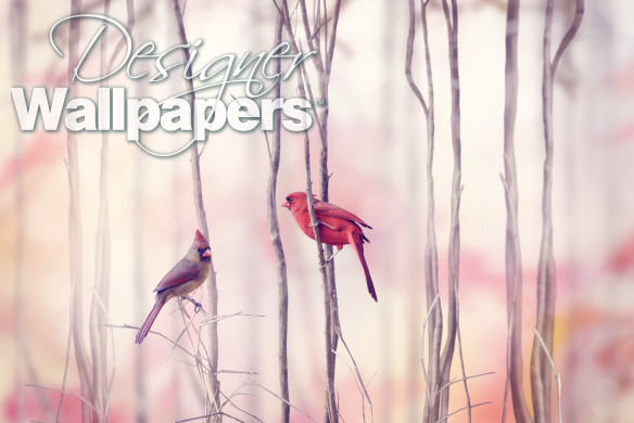 Northern Cardinal Birds