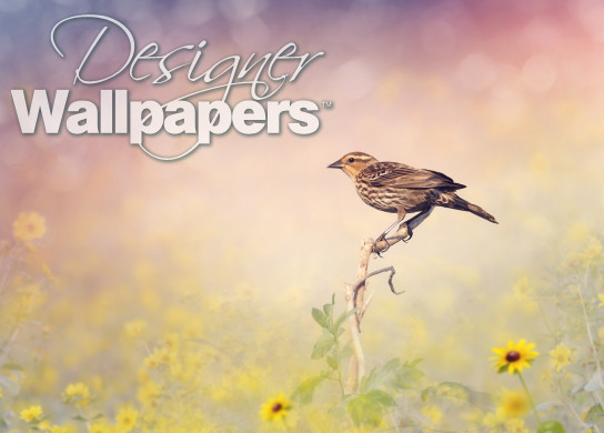 Brown Bird Perches on a Meadow