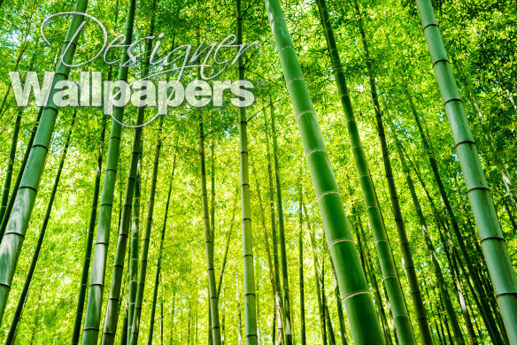 Bamboo forest I