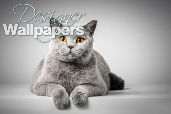 British Shorthair cat 