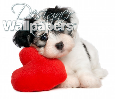 Lover Valentine Havanese puppy