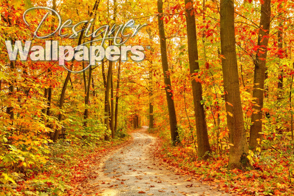 Pathway in the autumn forest