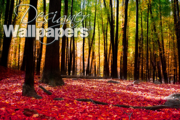 Forest in autumn with golden light