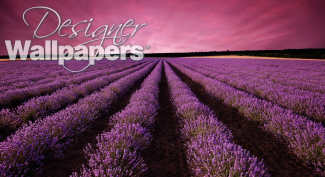 Lavender field landscape at sunset