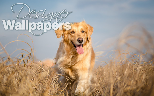 Golden retriever dog running