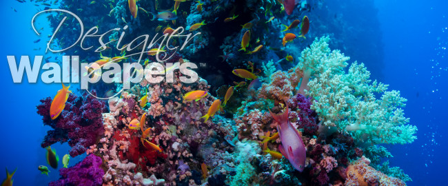 Colorful underwater reef 