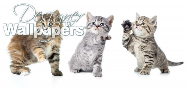 Kittens with paw up