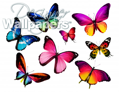 Beautiful butterflies