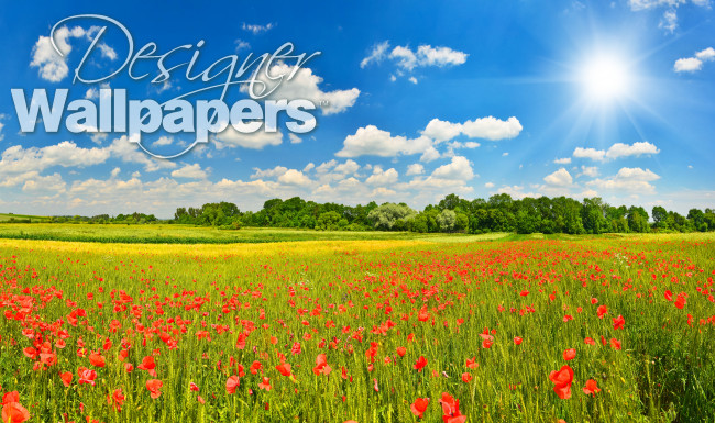 Summer meadow with poppies