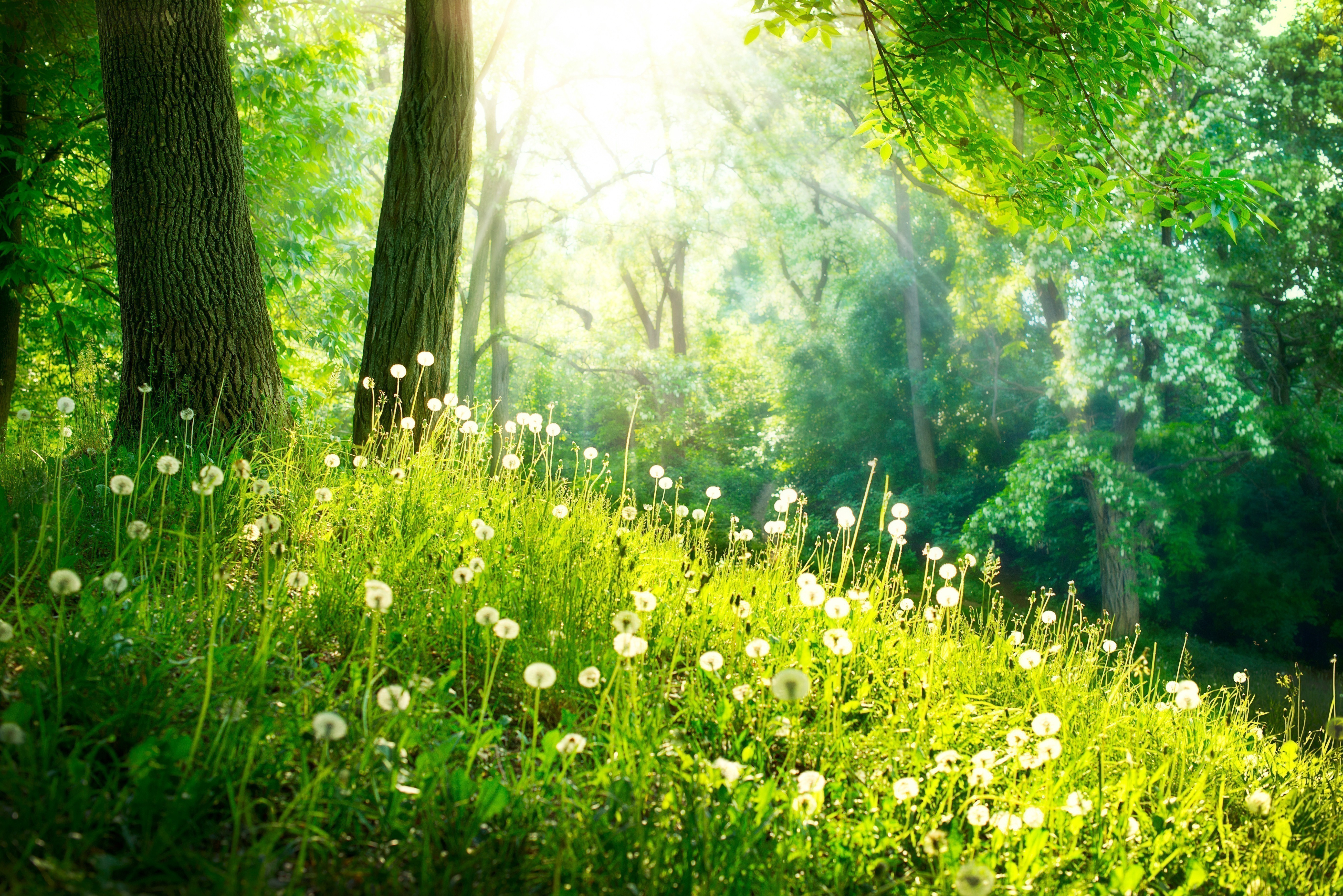 Фон лес днем. Летний лес. Природа зелень. Красивая Полянка в лесу. Летняя природа.