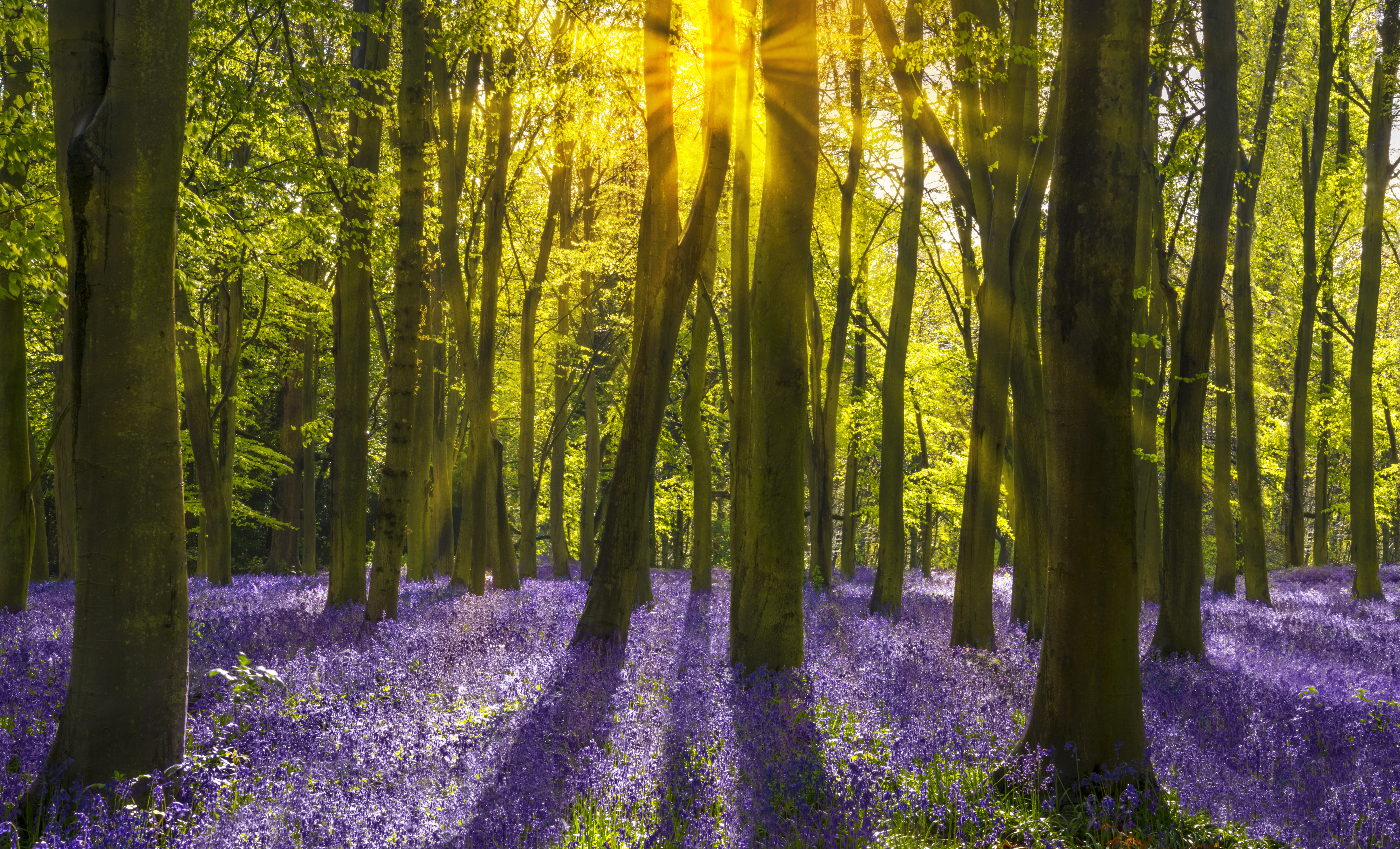 Bluebell Woods Green Colours Wall Murals Wonder Wall Bluebell wood wallpapers we have about (24) wallpapers in (1/1) pages. wonder wall
