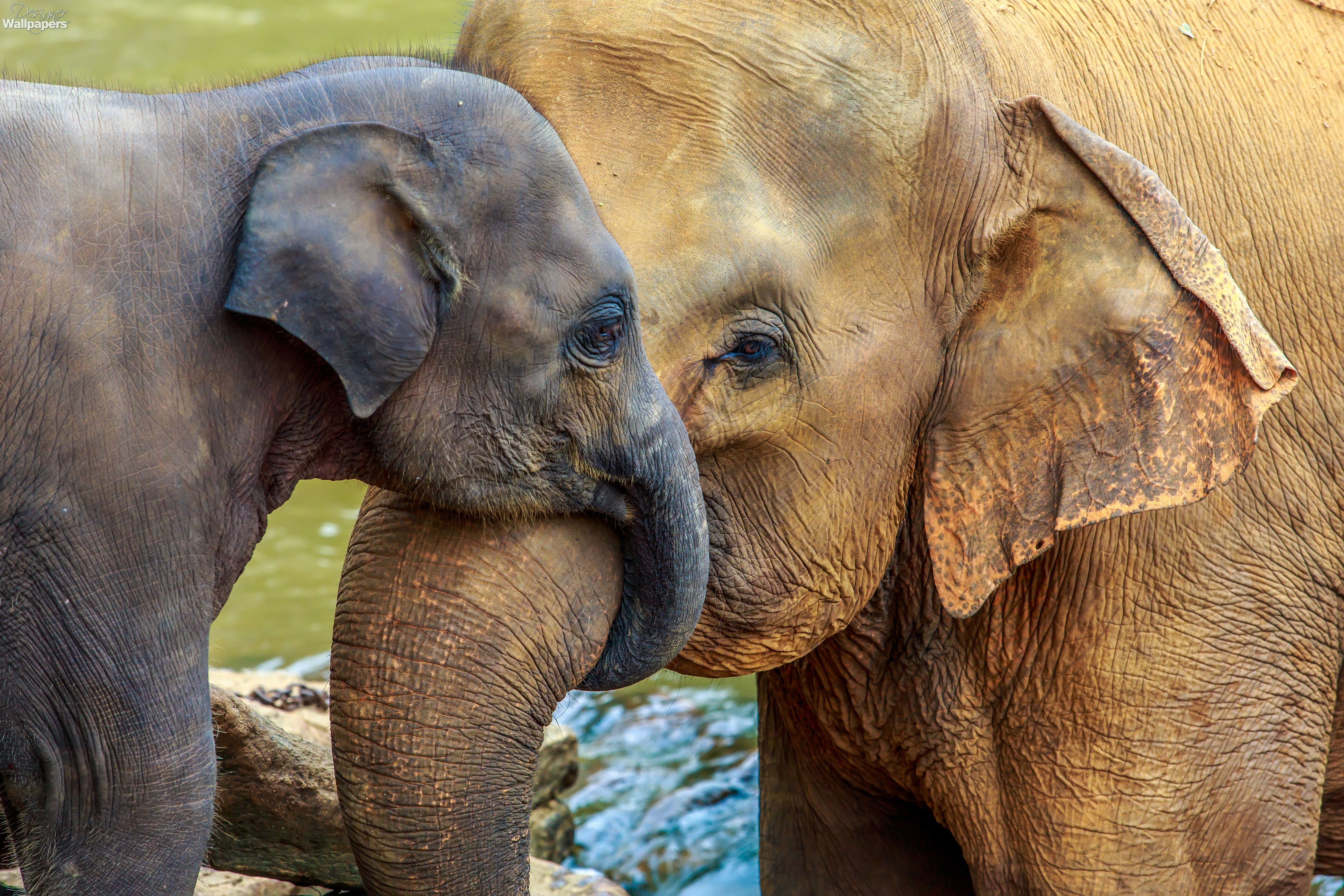 Есть мама у слоненка. Слон слониха Слоненок. Слониха со слоненком. Животные и Детёныши. Красивый Слоник.