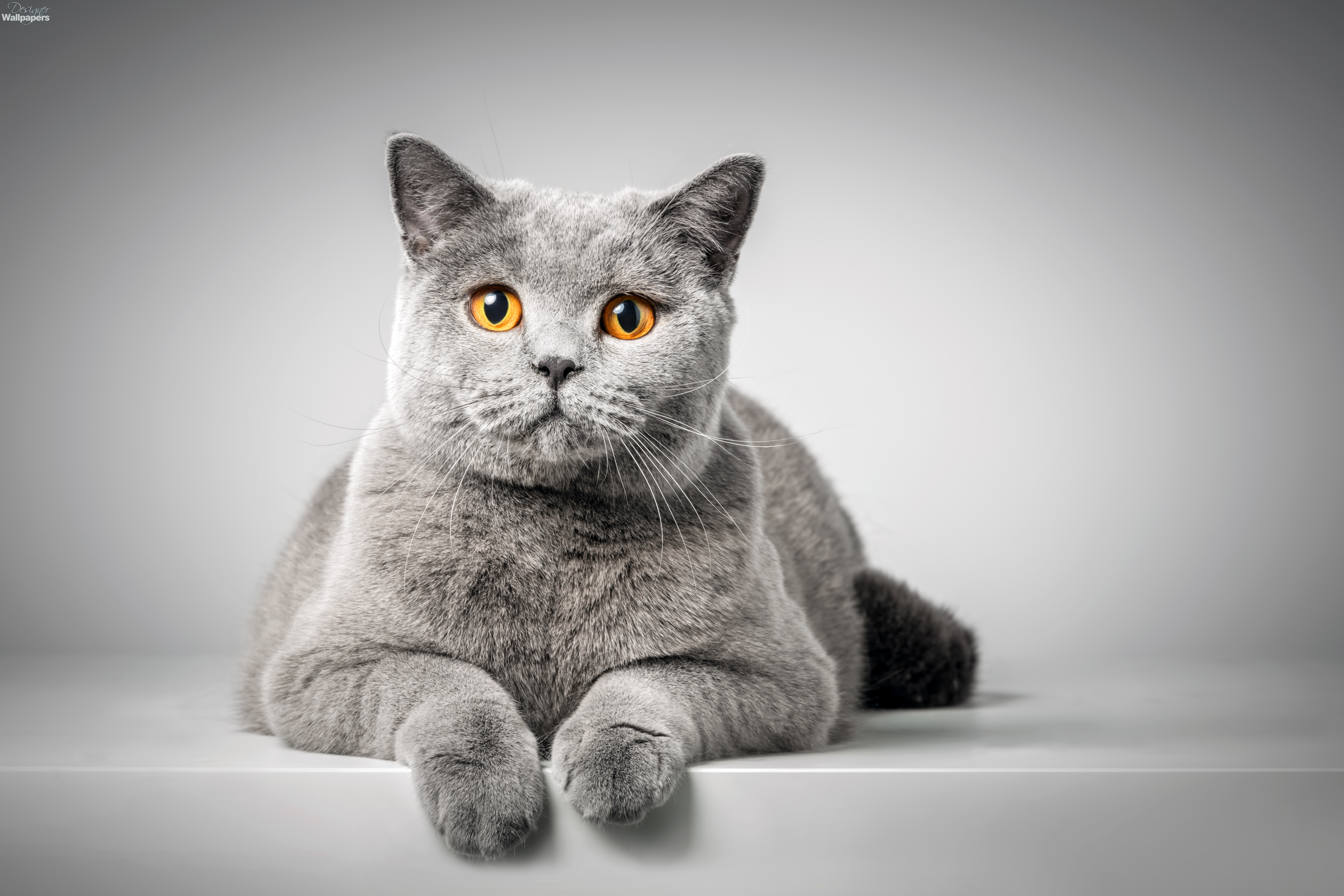 Cheap british top shorthair kittens