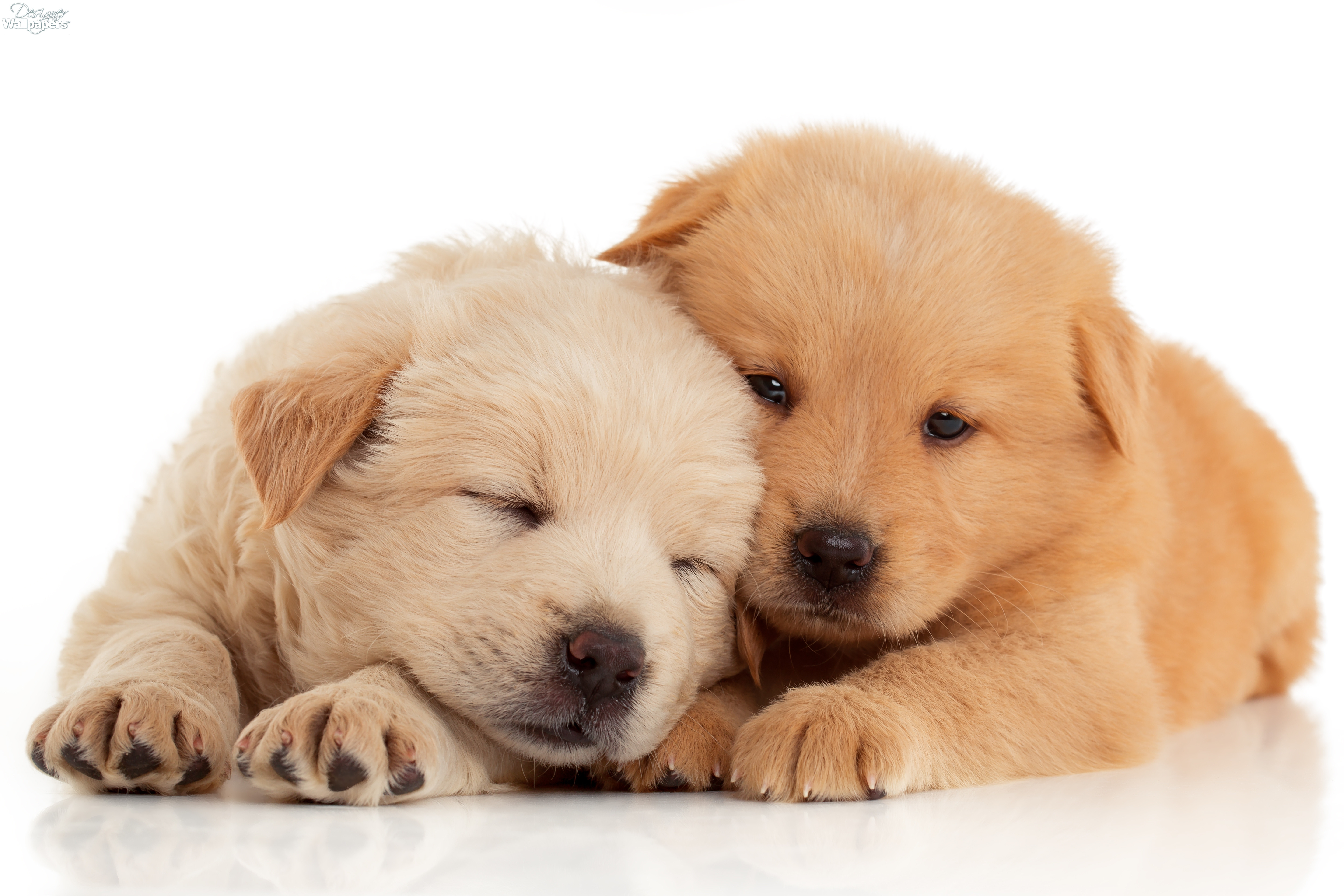Cute chow chow 2025