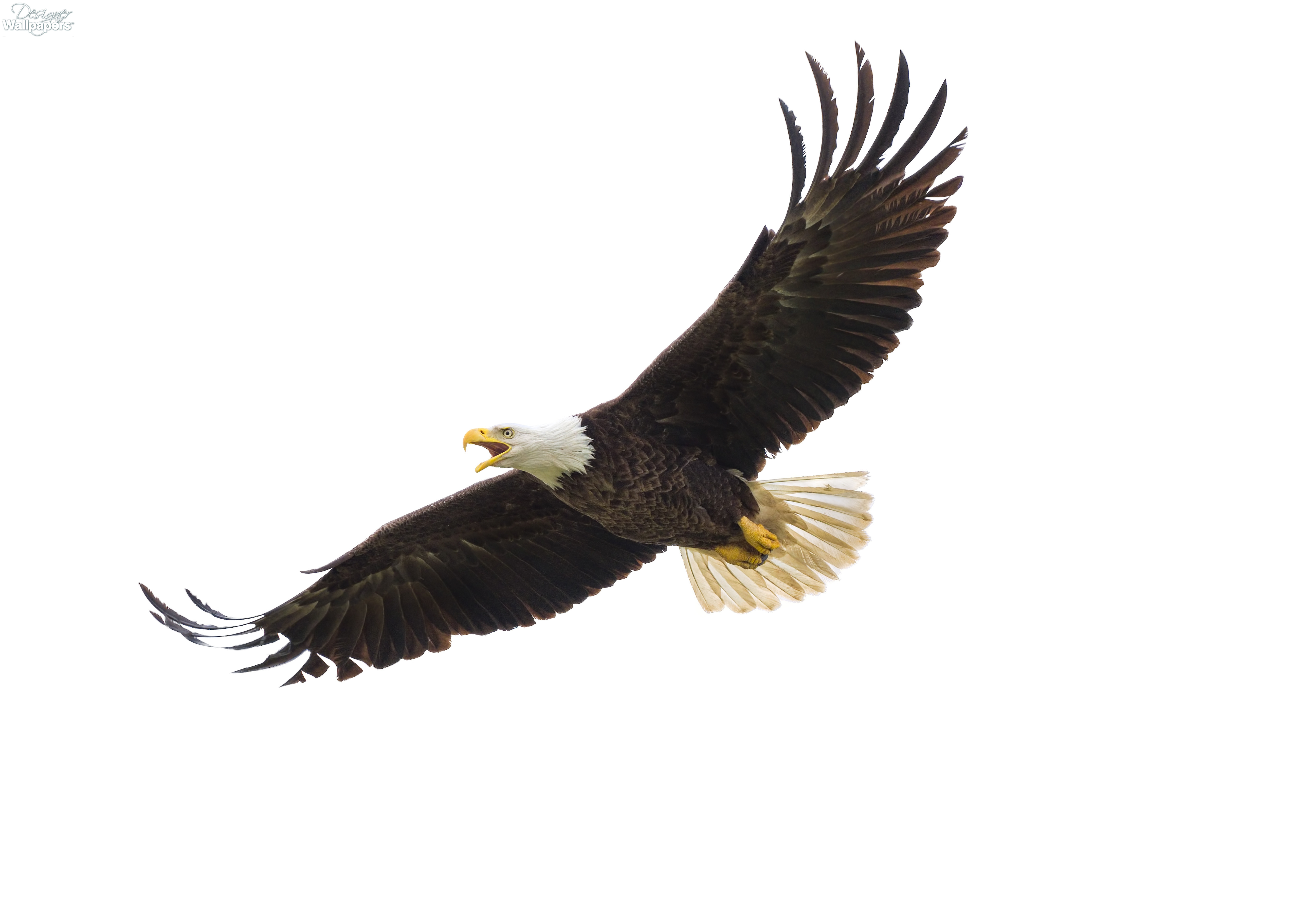 a american eagle