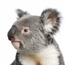 Portrait of male Koala bear