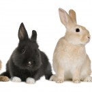 Four bunnies