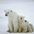 Polar Bear Family