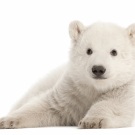 Polar bear cub