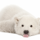 Polar bear cub