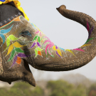 Decorated elephant at the elephant festival in Jaipur