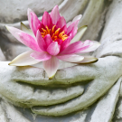 Buddha hands holding flower