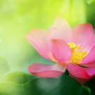 Pink Lotus flower