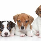 Group of Jack Russel terrier puppies