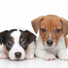 Two Jack Russell terrier puppies