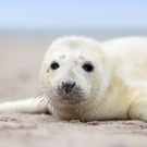 Baby seal