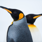 King Penguin Couple in love