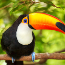 Beautiful Toucan