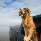 Dog Car Window