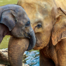 Elephant and baby elephant