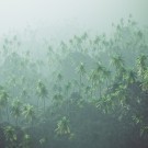 Aerial of palm forest in the mist.