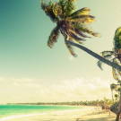 Palm trees at tropical coast