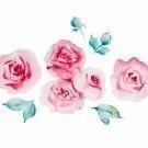 Pale pink roses watercolor illustration