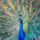 Magnificent Peacock