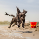 Beach Dog