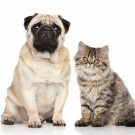 Cute dog and cat staring
