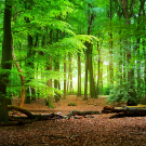 Walkway in a spring forest