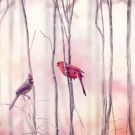 Northern Cardinal Birds