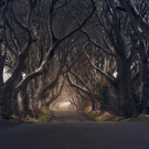 The Dark Hedges