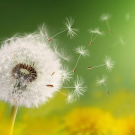 Dandelion seeds