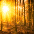 Golden panoramic forest