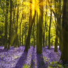 Bluebell Woods