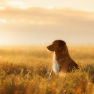 Dog Nova Scotia Duck Tolling Retriever