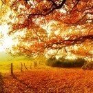 Panoramic Autumn 
