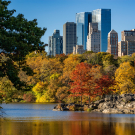 Fall in Central Park